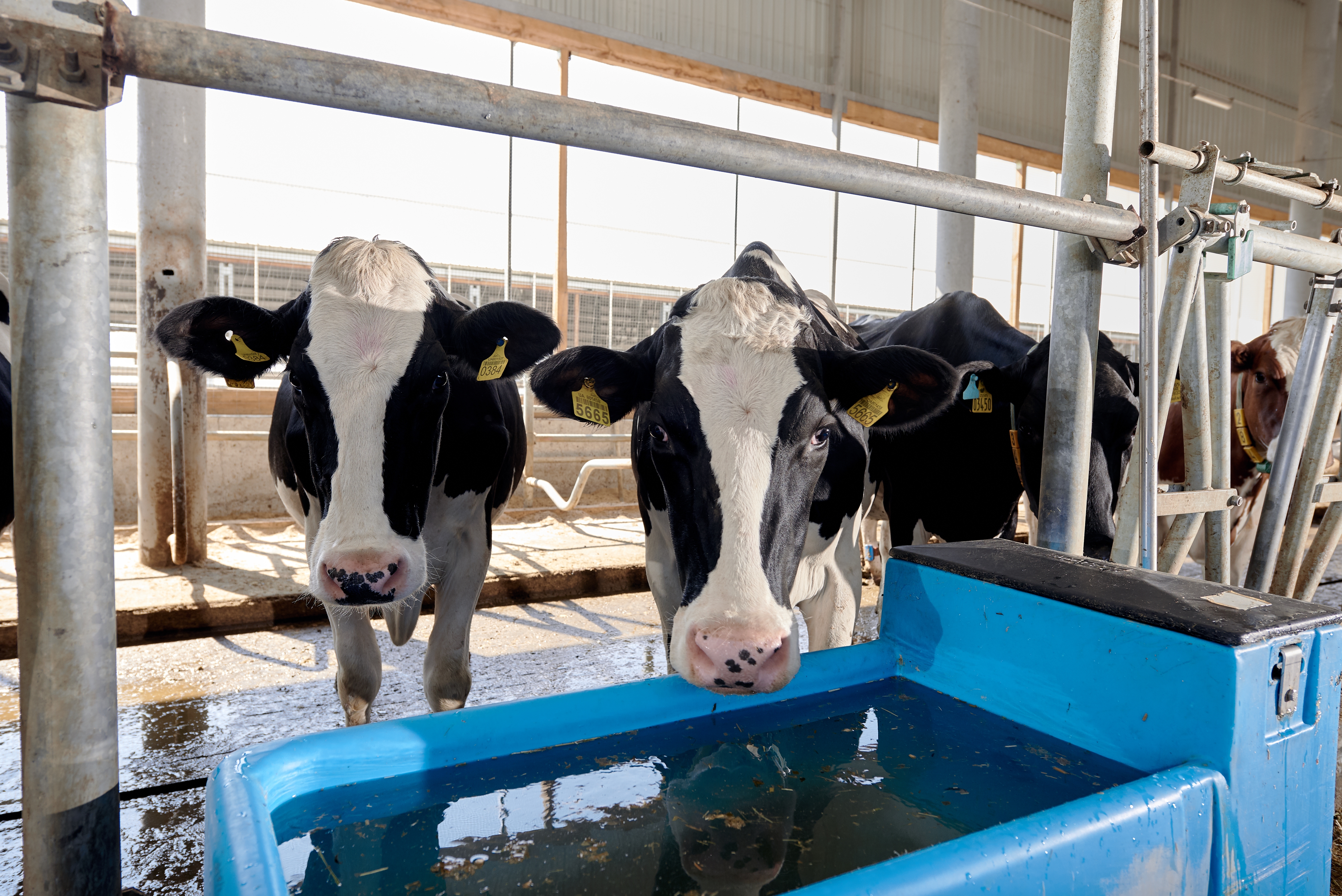 drinking-behaviour-as-a-sign-of-heat-stress